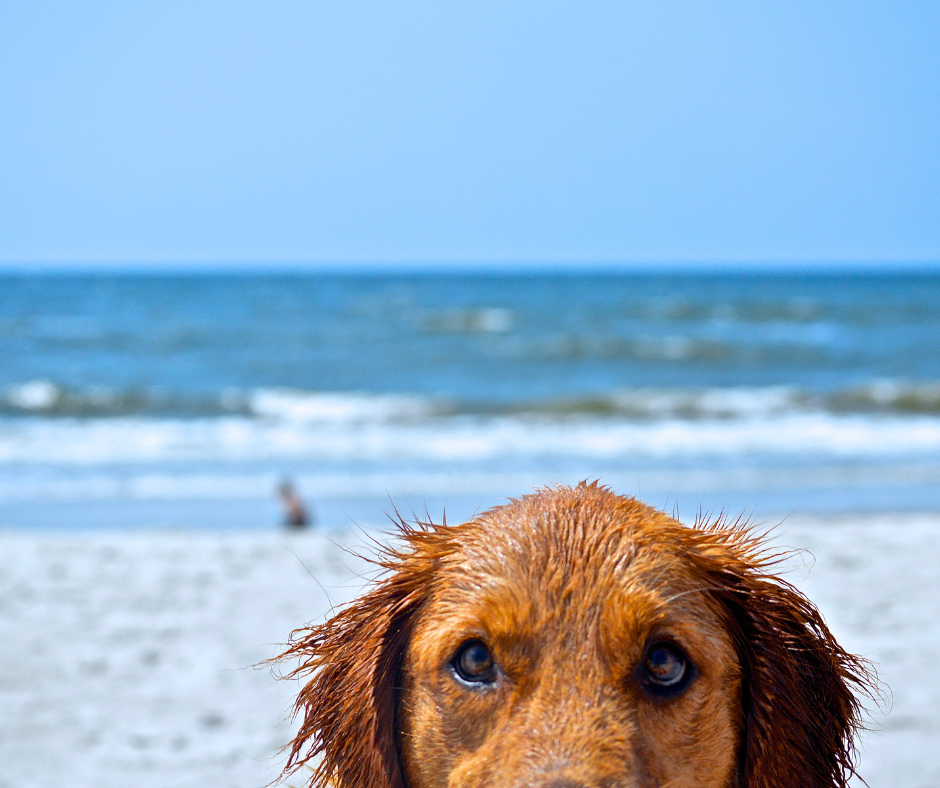 Thing To Do Pet Friendly Outer Banks Attractions